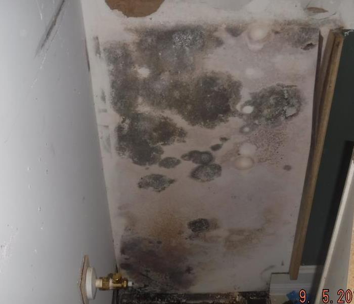mold in home