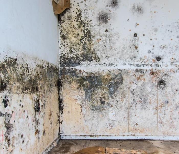 mold damaged drywall